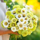 100 Fresh Mix Zinnia Seeds 100 Fresh Mix Zinnia Seeds
