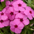100 Gisele Pink Phlox Seeds