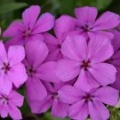 100 Gisele Purple Phlox Seeds