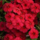 100 Gisele Red Phlox Seeds