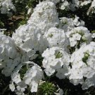 100 Gisele White Phlox Seeds 100 Gisele White Phlox Seeds