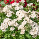 100 Isabellina Phlox Seeds