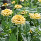 100 Isabellina Zinnia Seeds