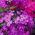 100 Le Mahdi Phlox Seeds