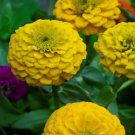 100 Lilliput Yellow Zinnia Seeds