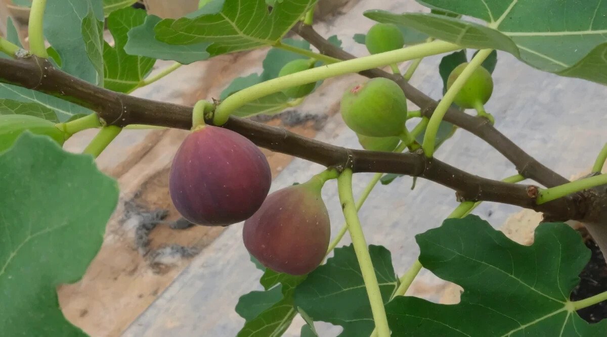 100 Little Ruby Fig Seeds