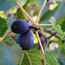 100 Lsu Purple Fig Seeds