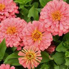 100 Magellan Salmon Zinnia Seeds