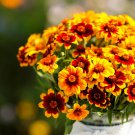 100 Mexican Persian Carpet Zinnia Seeds