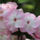 100 Mother Of Pearl Phlox Seeds