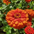 100 Oriole Zinnia Seeds