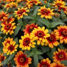 100 Profusion Red-Yellow Bicolor Zinnia Seeds