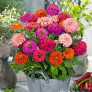 100 Pulcino Mix Zinnia Seeds
