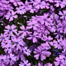 100 Purple Beauty Moss Phlox Seeds