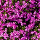 100 Red Wings Phlox Seeds
