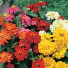 100 Short Stuff Mix Zinnia Seeds