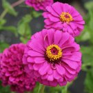 100 Violet Queen Zinnia Seeds
