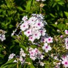 100 White Admiral Phlox Seeds