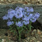100 Wild Sweet William Phlox Seeds 100 Wild Sweet William Phlox Seeds