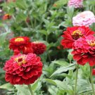 100 Will Rogers Zinnia Seeds