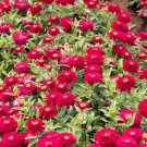 100 Zydeco Cherry Zinnia Seeds