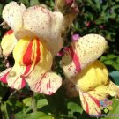 1000 Brighton Rock Snapdragon Seeds