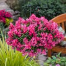 1000 Candy Showers Pink Snapdragon Seeds