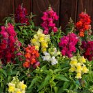 1000 Candy Tops Mix Snapdragon Seeds