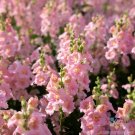 1000 Chantilly Light Pink Snapdragon Seeds