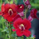 1000 Chantilly Velvet Snapdragon Seeds