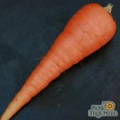 1000 Danvers Carrot Seeds