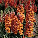 1000 Liberty Bronze Snapdragon Seeds