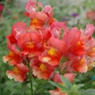 1000 Liberty Scarlet Snapdragon Seeds