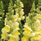 1000 Liberty Yellow Snapdragon Seeds