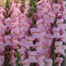 1000 Potomac Lavender Snapdragon Seeds