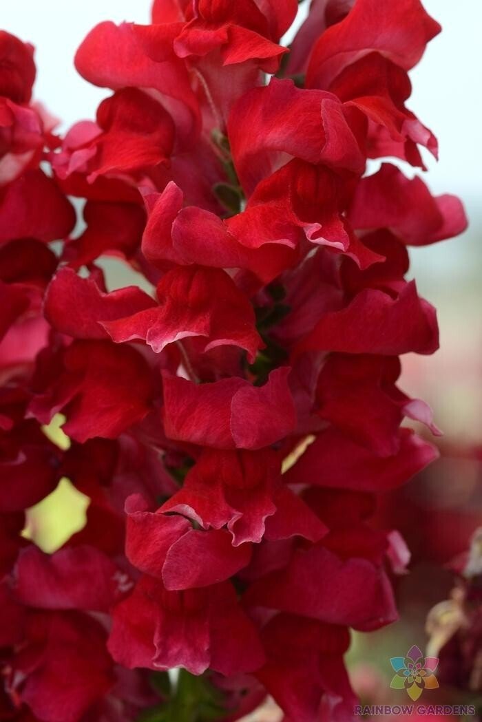 1000 Rocket Cherry Snapdragon Seeds