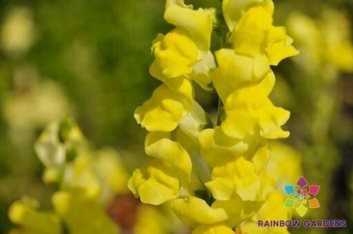1000 Rocket Gold Snapdragon Seeds