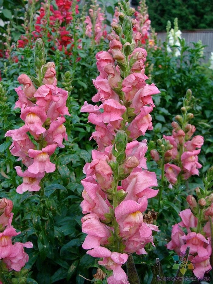 1000 Rocket Pink Snapdragon Seeds
