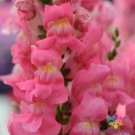 1000 Rocket Rose Shades Snapdragon Seeds