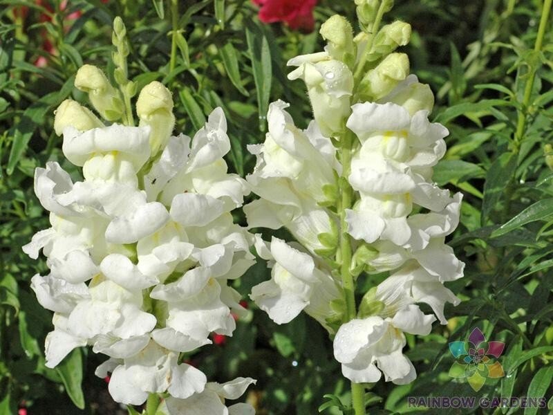 1000 Rocket White Snapdragon Seeds