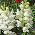 1000 Rocket White Snapdragon Seeds 1000 Rocket White Snapdragon Seeds