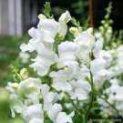 1000 Royal Bride Snapdragon Seeds