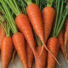 1000 Short 'N Sweet Carrot Seeds