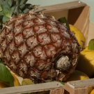 15 James Queen Pineapple Seeds