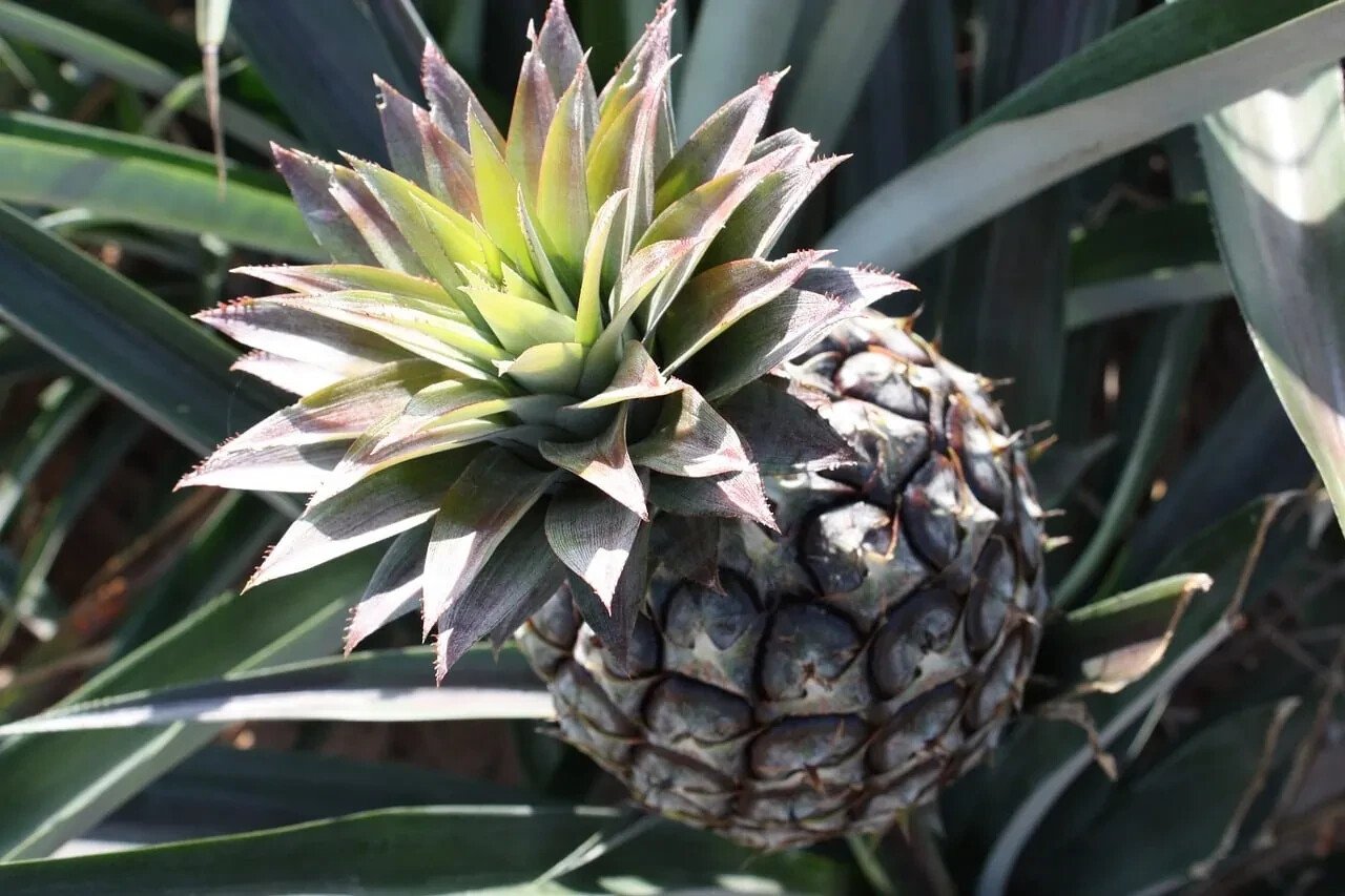 15 Monte Lirio Pineapple Seeds