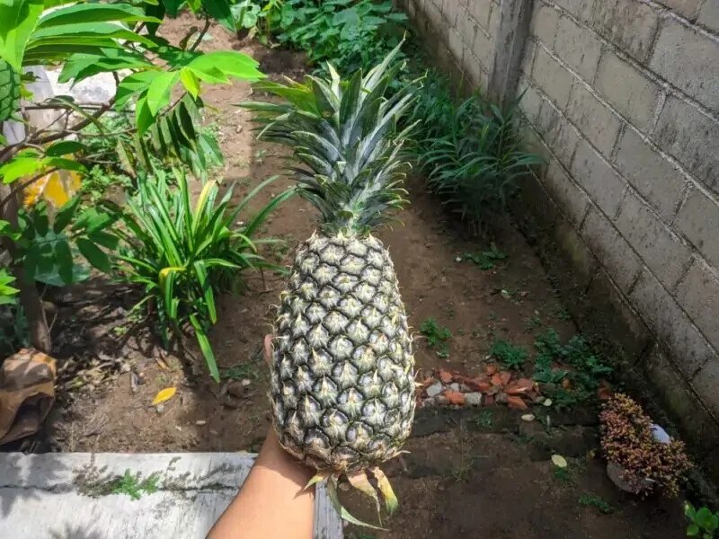 15 Panare Pineapple Seeds