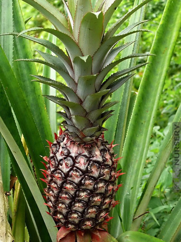 15 Smooth Cayenne Pineapple Seeds