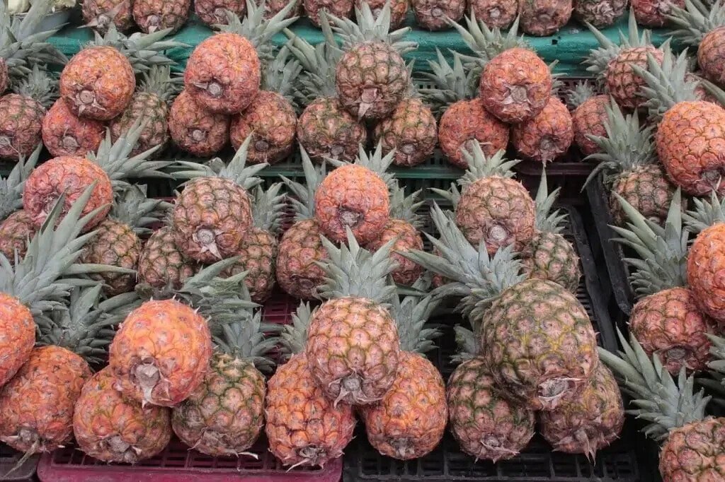 15 St. Michael Pineapple Seeds