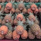 15 St. Michael Pineapple Seeds