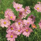 200 Apricotta Cosmos Seeds